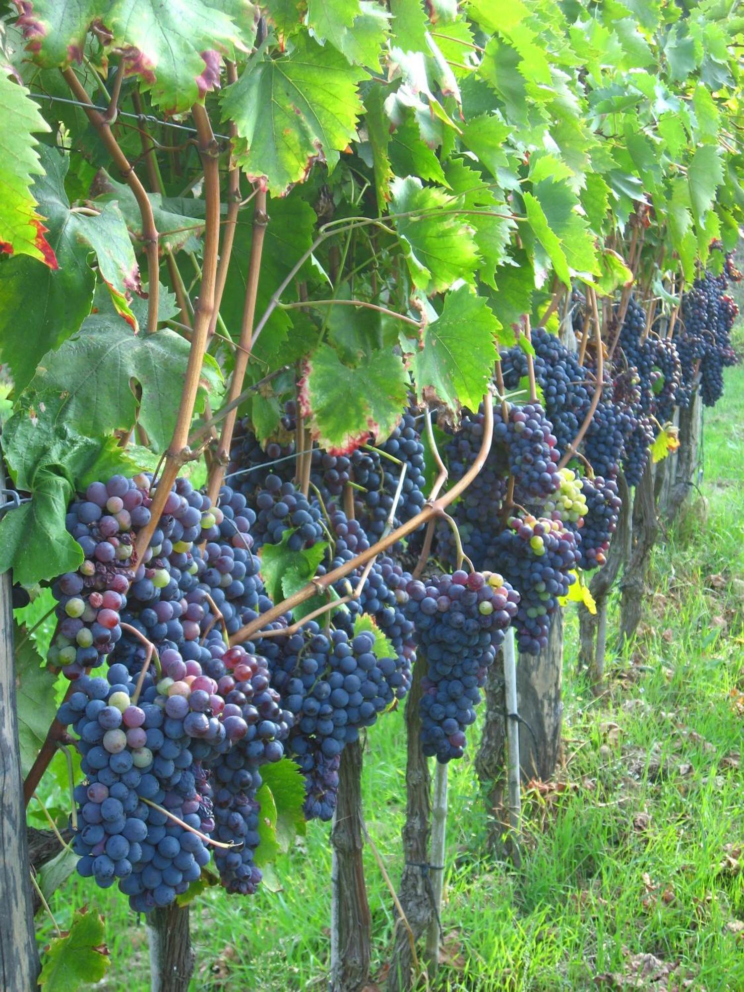 Agriturismo Villani Poderi Nesti & Cupoli Lastra a Signa Dış mekan fotoğraf