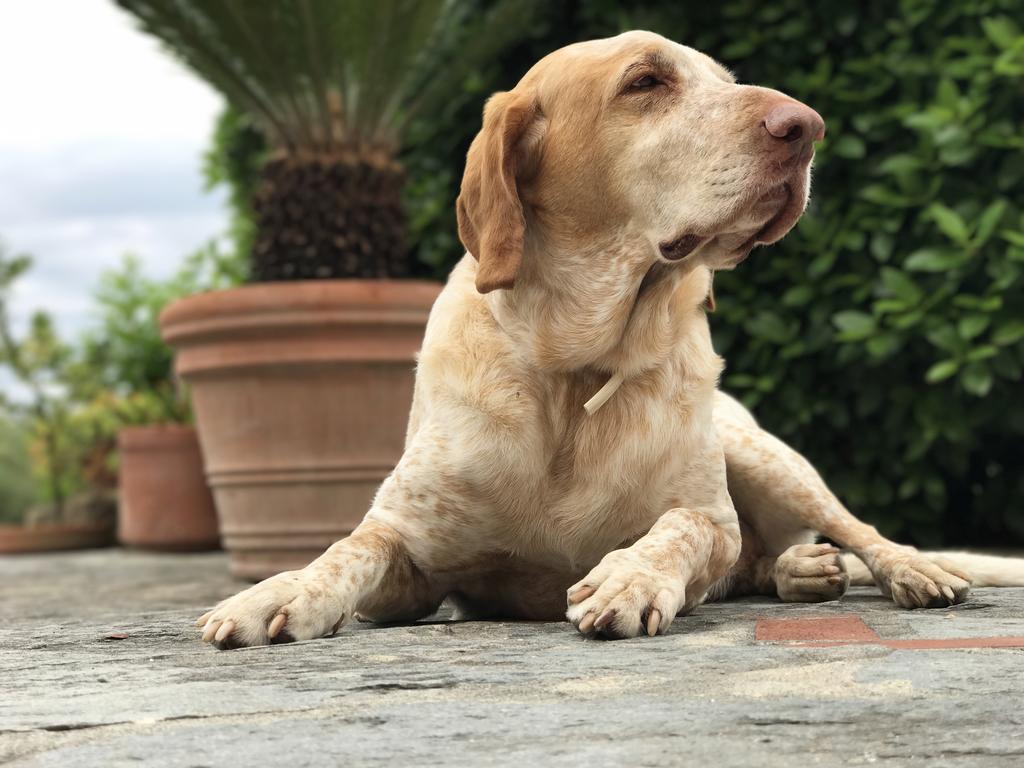 Agriturismo Villani Poderi Nesti & Cupoli Lastra a Signa Dış mekan fotoğraf